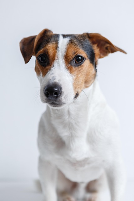 犬