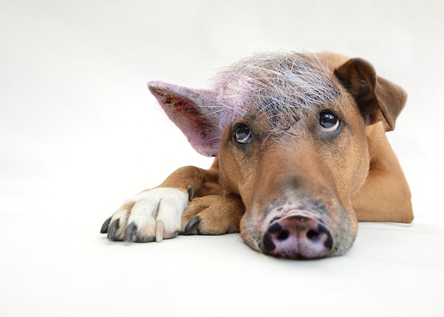 犬