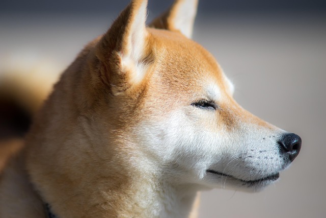 犬の健康管理