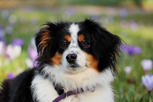 犬