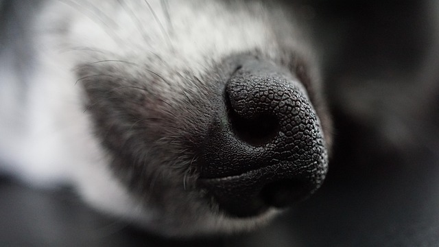 犬