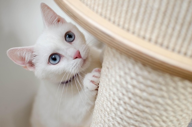 猫の病気と予防