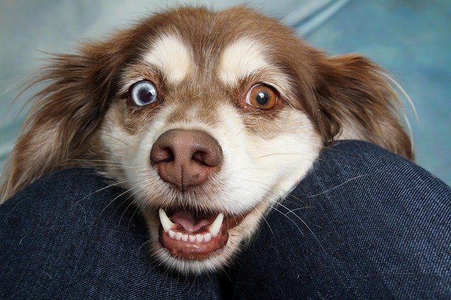 犬