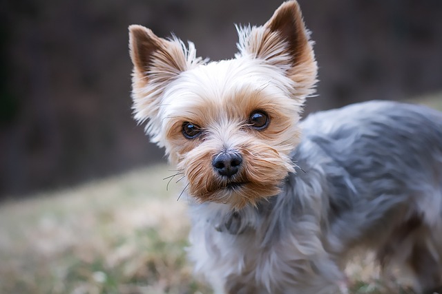 犬