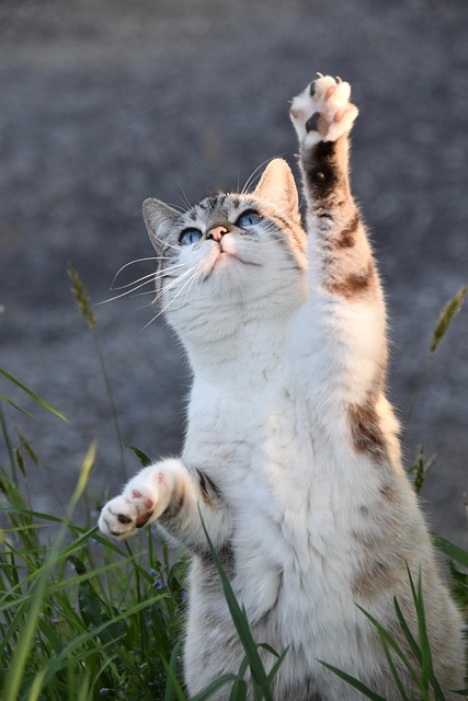 猫の病気と予防