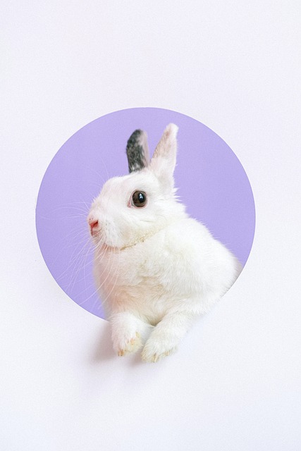 うさぎ