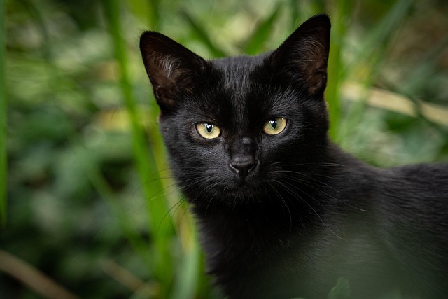 猫
