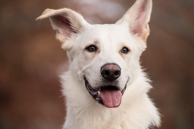 犬