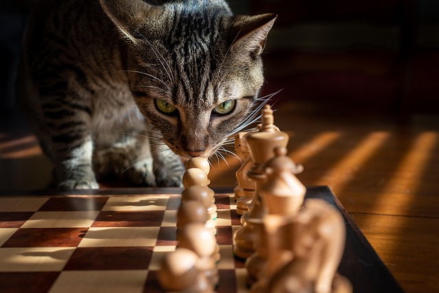 猫