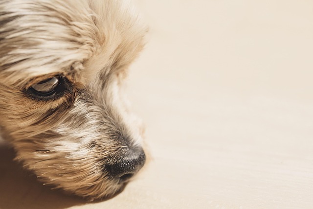 犬