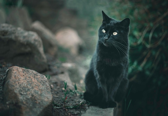 猫