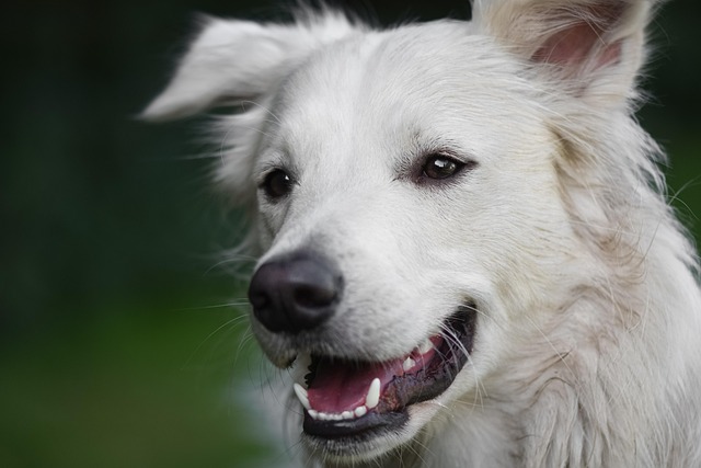 犬の健康管理