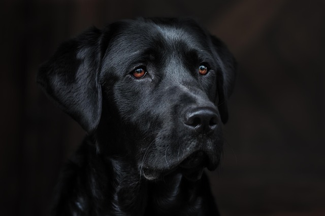 犬猫の医療費相場