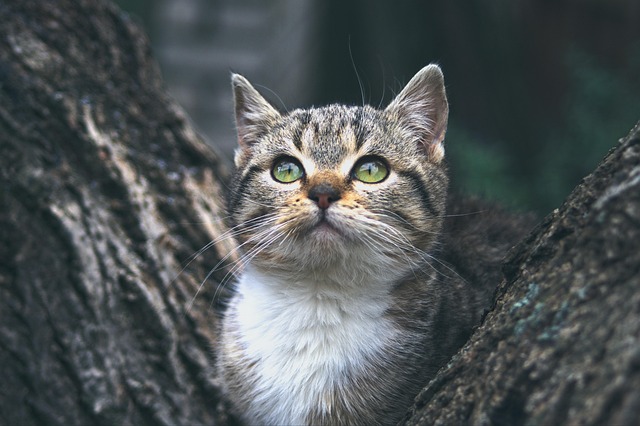 子猫