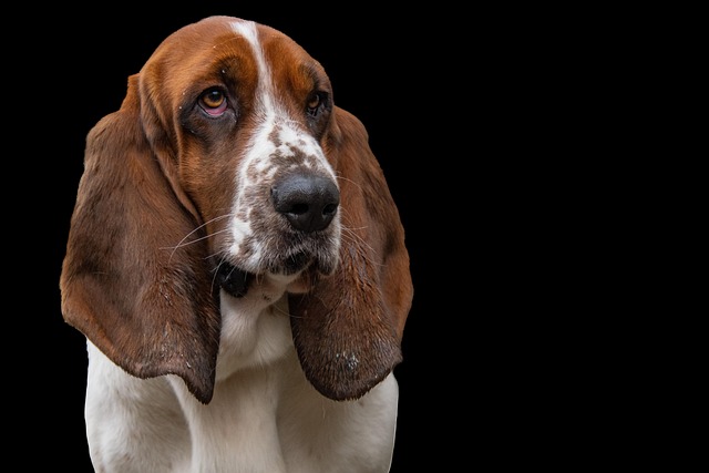 犬