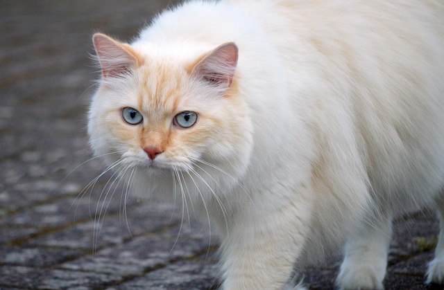 猫の病気と予防