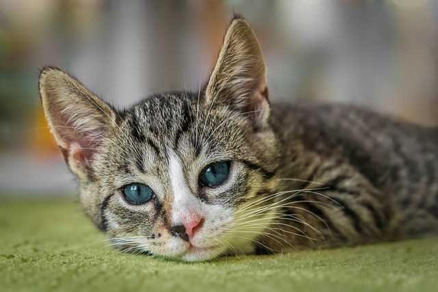 猫