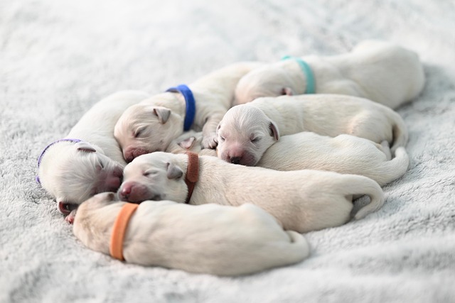 犬