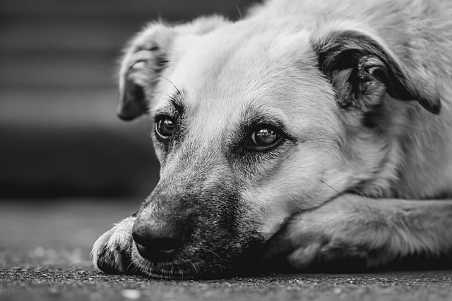 犬