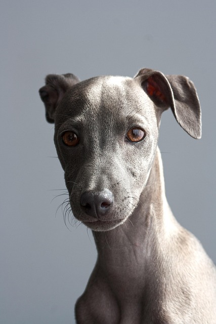 犬の医療費 を抑えるための歩み方