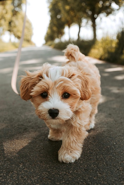 犬の往診 おすすめの病院を選び方