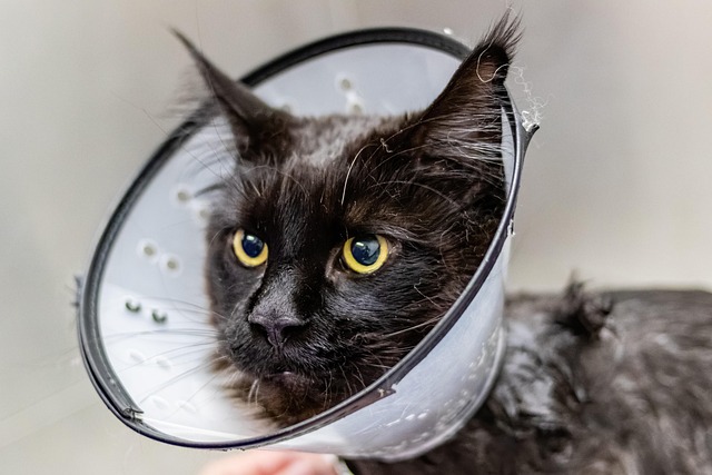 犬・猫のペット保険 年齢別早見表｜入るタイミングを逆算するガイド【2026年7月更新】
