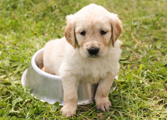 犬