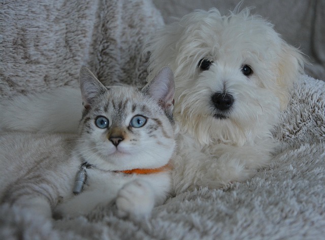 犬猫