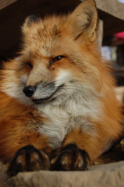 犬