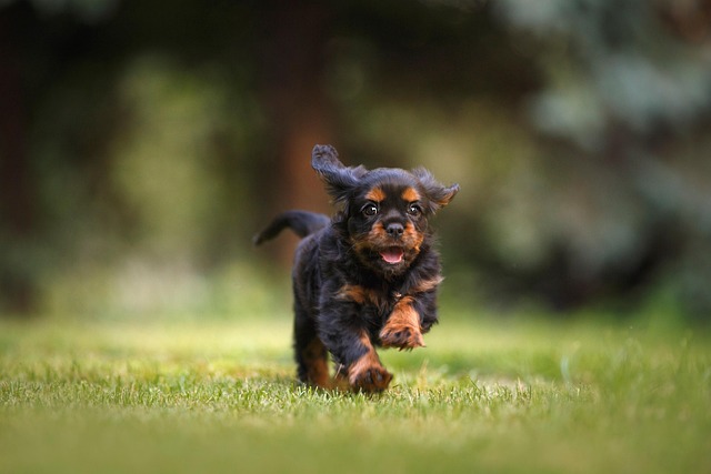 子犬