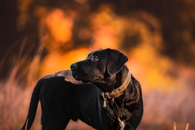 犬