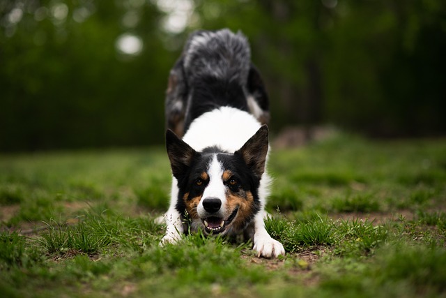 犬