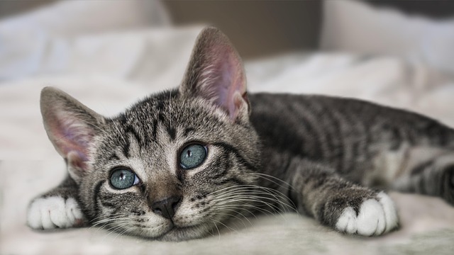 猫