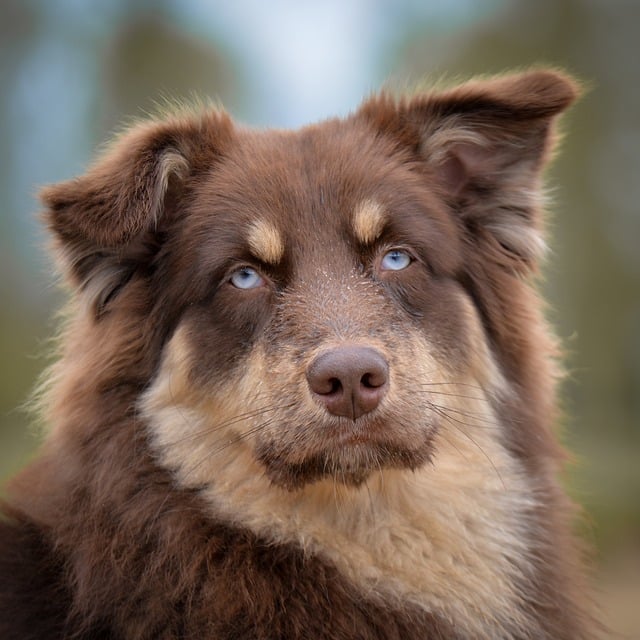 犬
