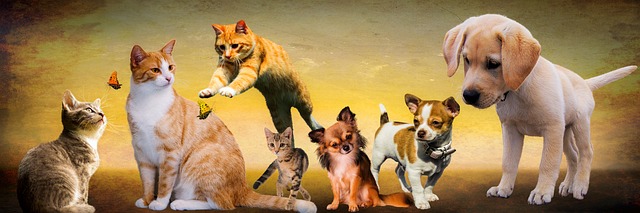 犬猫