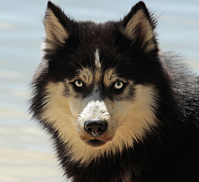犬