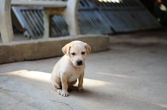 犬