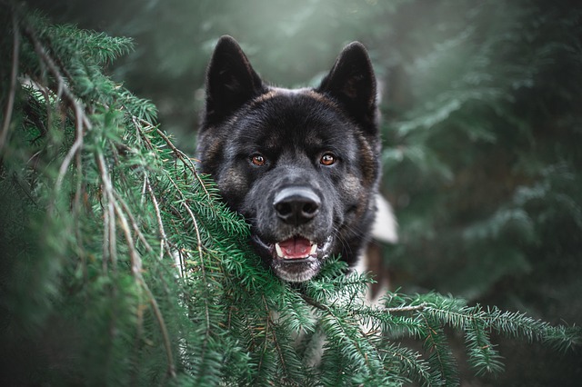 犬猫