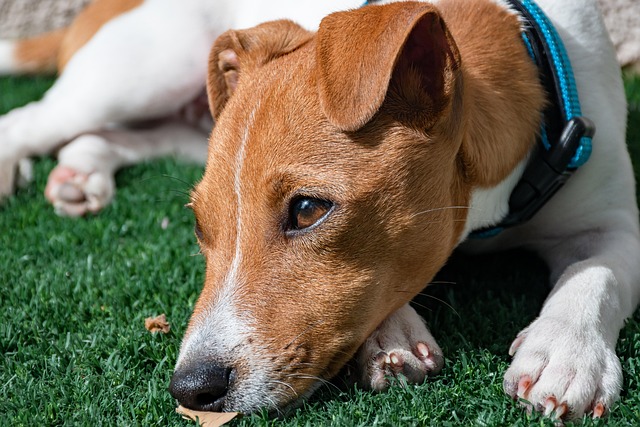 犬
